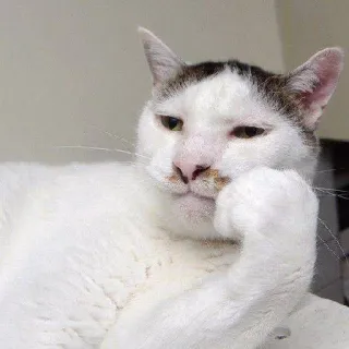 🤔 gatto, pensieroso, animale domestico, animale, divertente, meme, carino, contemplativo telegram sticker