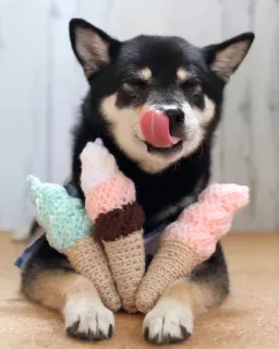 🍨 anjing, es krim, shiba inu, imut, makanan, manis, mainan whatsapp sticker