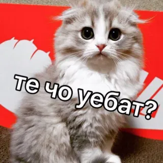 😤 те чо уебат? кот, котёнок, смешной, мем telegram sticker
