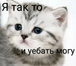 🤨 Я так то и уебать могу gatto, gattino, russo, testo, meme telegram sticker