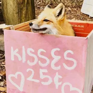 🦊 KISSES 25¢ whatsapp sticker