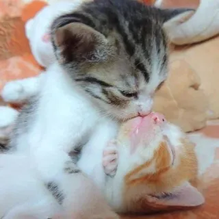 💋 котята, кошки, животные, питомец, милые, нежные, целующиеся telegram sticker