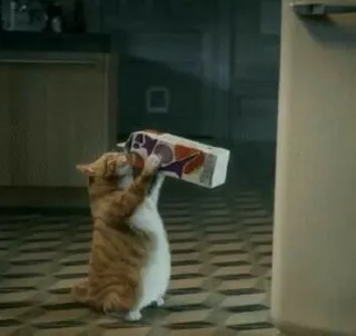 🎥 cat, humor, animal, box, funny, orange cat telegram sticker