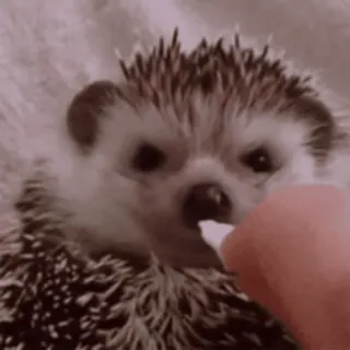 🌟 erizo, animal, lindo, mascota, mamífero, animal pequeño telegram sticker
