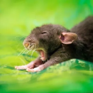 🐀 szczur, zwierzę, gryzoń, ziewanie, słodki, zwierzak telegram sticker
