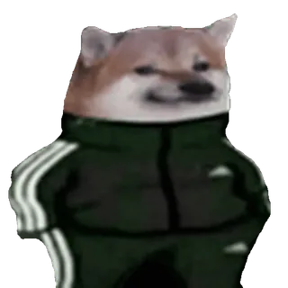 🐶