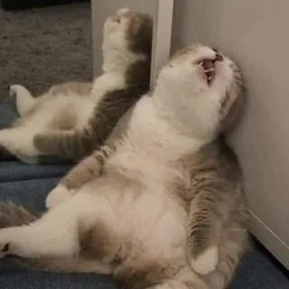 😩 chat, miroir, épuisé, drôle, mignon, animal telegram sticker