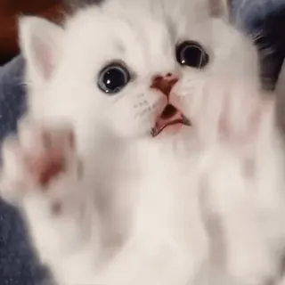 😠 kitten, cat, cute, animal, white, pet telegram sticker