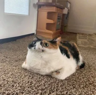 🙁 cat, calico, cute, domestic, animal, pet, feline telegram sticker