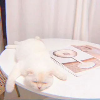 🐯 gatto, gatto bianco, gatto che dorme, tavolo, animale domestico, animale, gatto domestico, carino whatsapp sticker