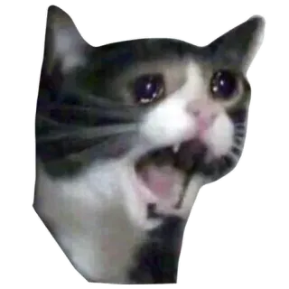 😢 кот, плачущий кот, орущий кот, мем, животное, грустный telegram sticker