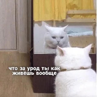 🤦‍♀️ что за урод ты как живёшь вообще แมว, สัตว์, กระจก, ตลก, มีม telegram sticker
