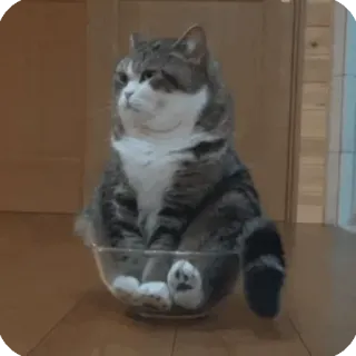 😐 猫, 面白い, 可愛い, 動物, ペット, ボウル telegram sticker