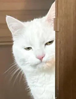 😐 gato, gato blanco, mascota, animal, gato doméstico, felino telegram sticker