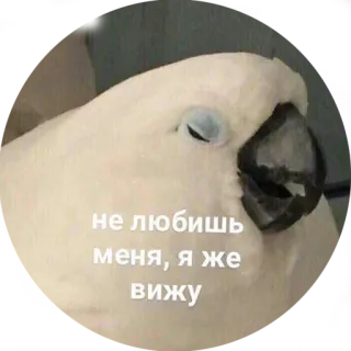 😩 не любишь меня, я же вижу vogel, kaketoe, verdrietig, schattig, dier, russisch telegram sticker