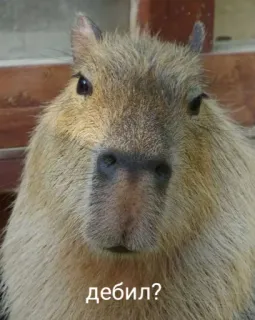 😑 дебил? capybara, animal, rongeur, drôle, insulte whatsapp sticker