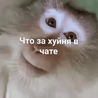 ❓ Что за хуйня в чате 猴子, 问题, 聊天, 俄语, 梗 telegram sticker