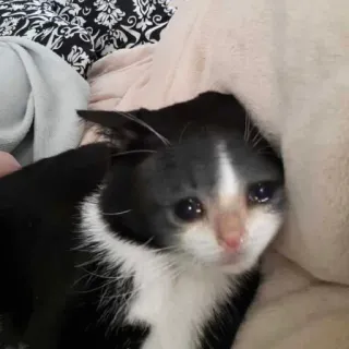 🐱 猫, 悲しい猫, 泣く, 感情的, 子猫, ペット, 白黒, 苦悩 telegram sticker