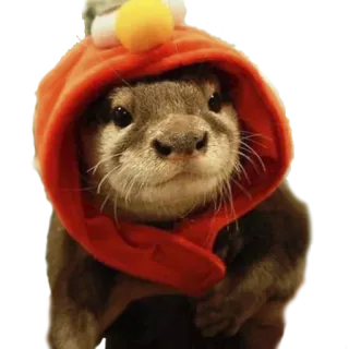 🐱 выдра, животное, милый, толстовка, млекопитающее, смешной telegram sticker