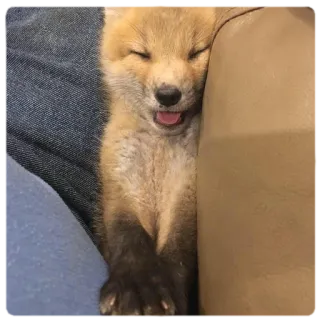 😐 fox, baby fox, animal, sleeping, cute, wildlife telegram sticker