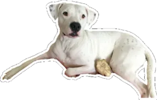 🐶 cão, animal de estimação, animal, animal doméstico, canino whatsapp sticker