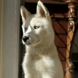 🏙 Tier, Hund, Husky, Welpe, Weiß, Blaue Augen whatsapp sticker