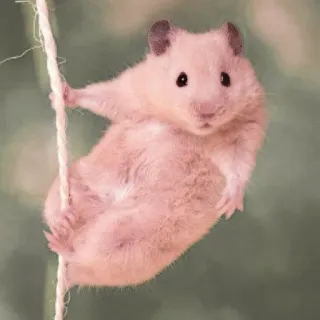 🤏 hamster, animal, cute, rodent, pet, climbing telegram sticker