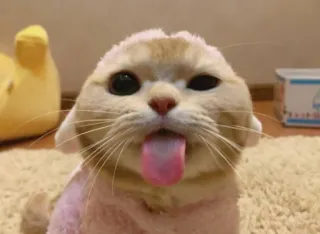 😻 gato, animal, língua, fofo, animal de estimação telegram sticker