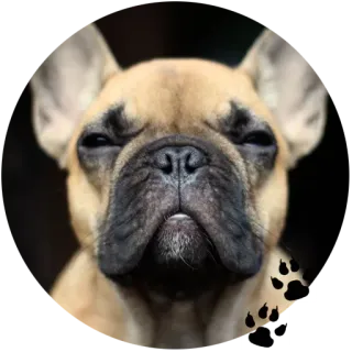 Cute Dogs @stickersb2b whatsapp stickers