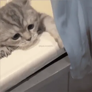 🥺 猫, 小猫, 可爱, 宠物, 动物 whatsapp sticker