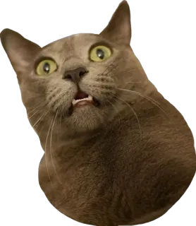😟 Katze, Tier, Haustier, Katzenartig, süß, lustig, überraschte Katze telegram sticker