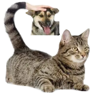 baba shura telegram stickers