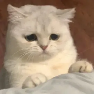 🐾 chat, triste, blanc, mignon, animal, animal de compagnie telegram sticker