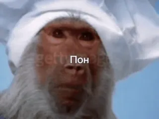🐵 Пон Affe, Koch, Tier telegram sticker