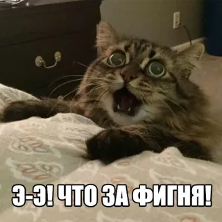 😺 Э-Э! ЧТО ЗА ФИГНЯ! gato, meme, gracioso, impactado, sorprendido, ruso, expresión, animal telegram sticker