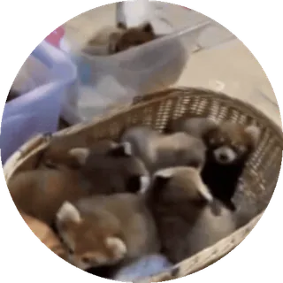 🐼 Panda mała, Zwierzęta, Urocze, Koszyk, Dzikie zwierzęta, Ssaki telegram sticker