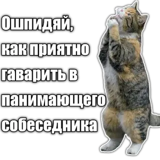 🤲 Ошпидяй,
как приятно
гаварить в
панимающего
собеседника cat, meme, funny, russian, grateful telegram sticker