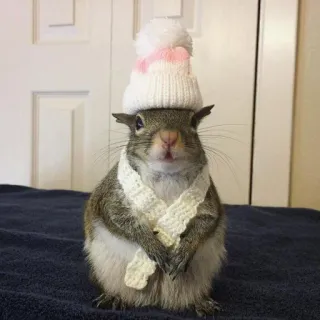 🐿 squirrel, animal, hat, scarf, cute, winter, rodent telegram sticker