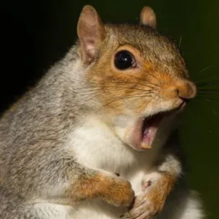 🐿 squirrel, animal, rodent, cute, wildlife, nature telegram sticker