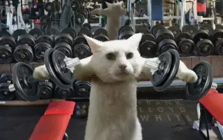 💪 Katze, Fitnessstudio, Gewichtheben, Übung, Fitness, lustig, Tier, Hantel telegram sticker