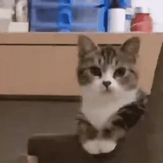 🐈 고양이, 동물, 애완동물, 귀여운, 새끼 고양이 whatsapp sticker