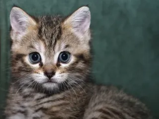 🐈 кот, котенок, питомец, животное, милый, кошачий telegram sticker