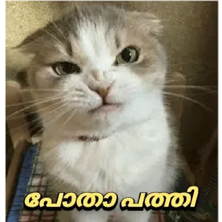 😂 പോത്താ പത്തീ cat, kitty, angry, funny telegram sticker