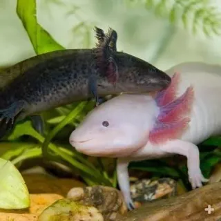 🤗 アホロートル, サンショウウオ, 両生類, 水生, ペット, 動物 telegram sticker