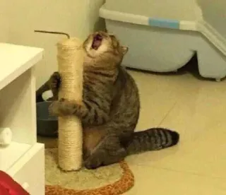😩 gatto, tiragraffi, animale domestico, animale, gatto domestico, felino, tigrato whatsapp sticker