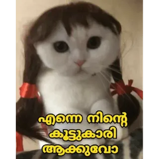 😁 എന്നെ നിൻ്റെ കൂട്ടുകാരി ആക്കാവോ cat, kitten, cute, doll telegram sticker