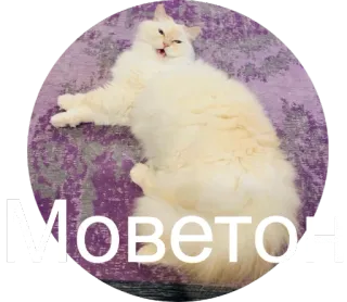 😐 Моветон кот, мем, питомец, русский, животное, смешной whatsapp sticker