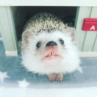 🦔 egel, dier, schattig, zoogdier, huisdier telegram sticker