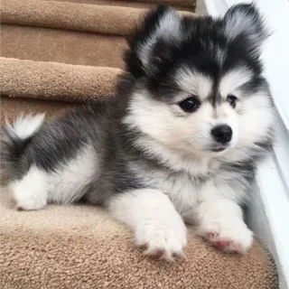 🐶 perro, cachorro, lindo, animal, mascota, pomerania, husky, pomsky telegram sticker