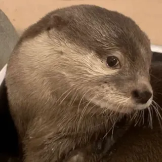 😏 loutre, animal, mammifère, mignon, faune, eau telegram sticker